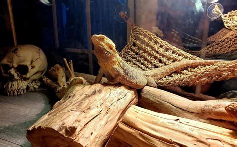 Cool bearded dragon accessories | Bearded dragon, Awesome beards, Dragon