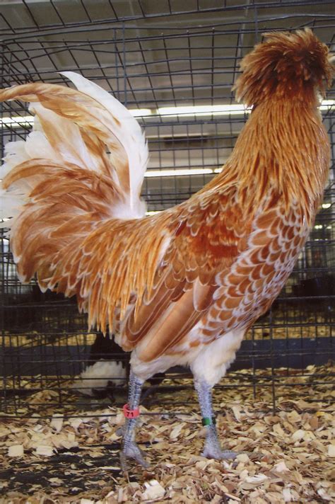 Buff Laced Polish Chicken - Chicks for Sale | Cackle Hatchery®