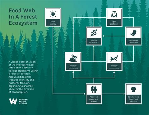 Food Web In A Forest Ecosystem Example Diagram Template - Venngage