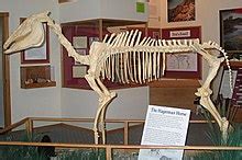 Evolution of the horse - Wikipedia