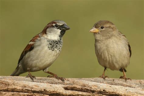 House sparrows: females, nest & egg - Plantura