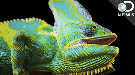 How Do Chameleons Change Colors? - YouTube