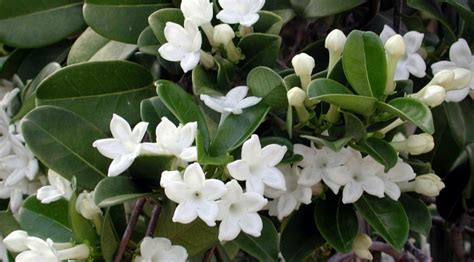 Jasmine: Planting, Care And Reproduction At Home - Flower Blog