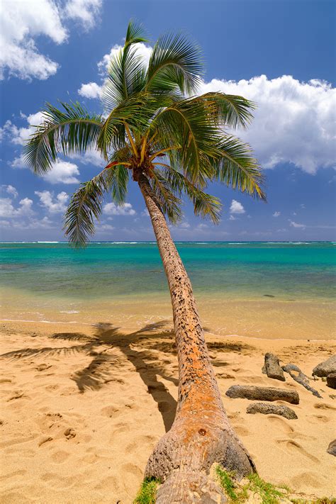 Purity | Kahala Beach | Oahu, Hawaii | Andrew Shoemaker