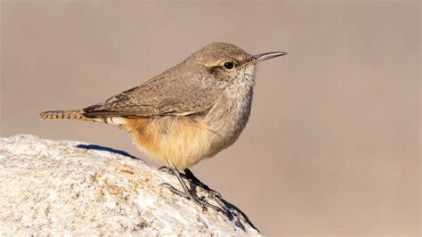 Rock Wren — Eastside Audubon Society