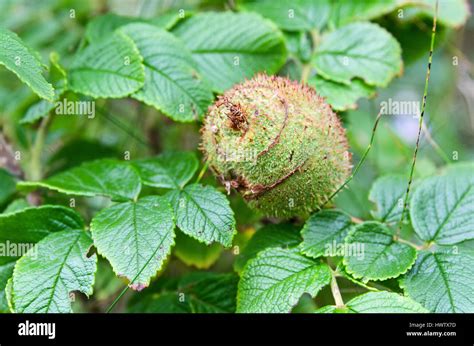 Galls formed by the larvae of the Spiny Rose Stem Gall Wasp on Rugosa ...