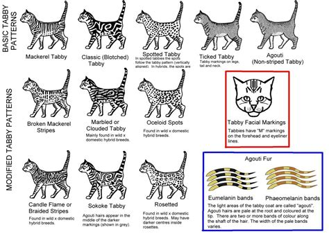 Types of Tabby Cats