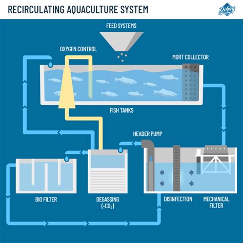 Main advantages of recirculating aquaculture systems - Dibaq Group