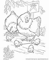 Chicken Coloring Pages sketch template