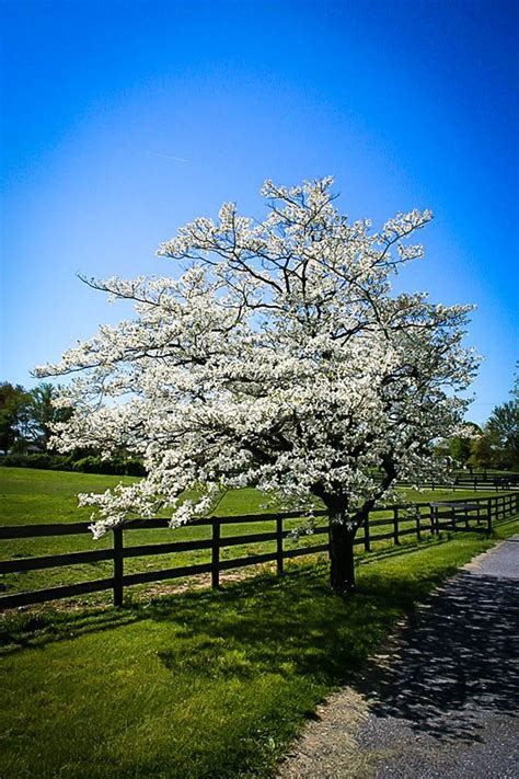 Flowering White Dogwood | Dogwood tree landscaping, White flowering trees, Dogwood trees