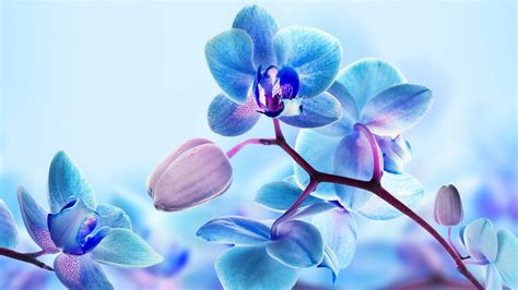 Blue and Purple Orchids Wallpapers on WallpaperDog