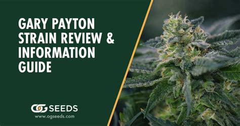 Gary Payton Strain - Ultimate Review & Information Guide