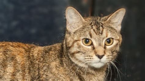 CMPD shelter suffering from cat virus outbreak | wcnc.com