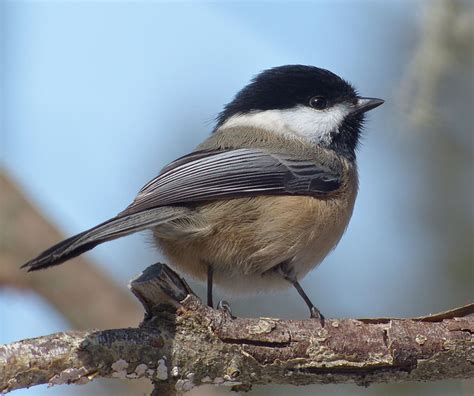 Massachusetts State Bird | Black-capped Chickadee