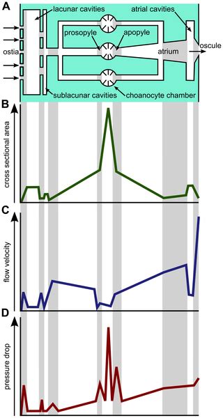 A New Flow-Regulating Cell Type in the Demosponge Tethya wilhelma – Functional Cellular Anatomy ...