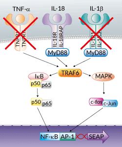 HEK-Blue IL-18 Cells | IL-18 Reporter Cells | InvivoGen