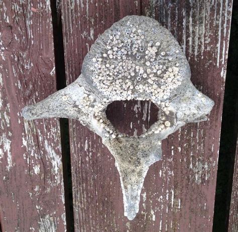 Pacific Humpback Whale Vertebrae Bone 100+ Years old, Fossil | #1900995638