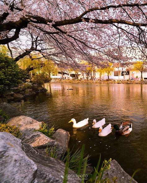 Inha University - Captivating Campus with Quirky Duck Friends