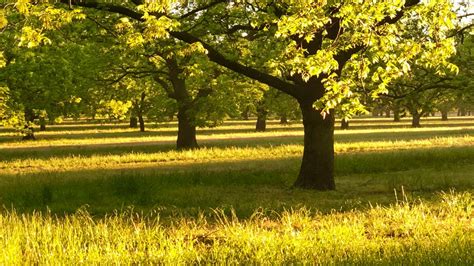 The Pecan Tree: Official State Tree of Texas