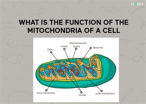 What Is The Function Of The Mitochondria Of A Cell?