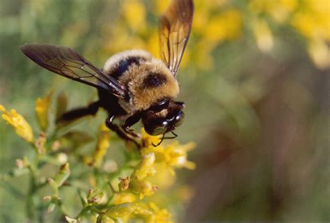 Florida Nature: Xylocopa virginica - Common Carpenter Bee