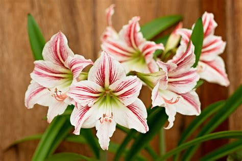 Amaryllis Lily Flower Images | Best Flower Site