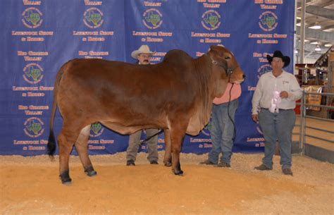 2016 Rio Grande Valley Livestock Show Win | K Bar Farms