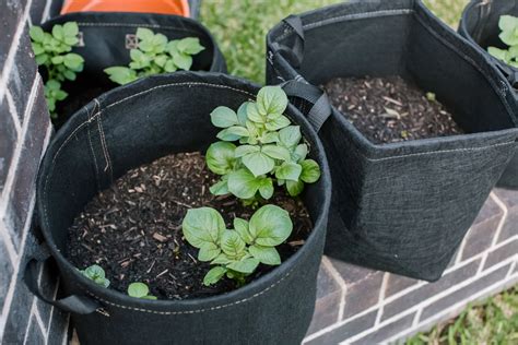 Growing Potatoes In Containers: Everything You Need To Know