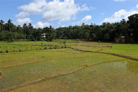 Rice Terraces and Rice Cultivation in Sri Lanka Stock Photo - Image of ...