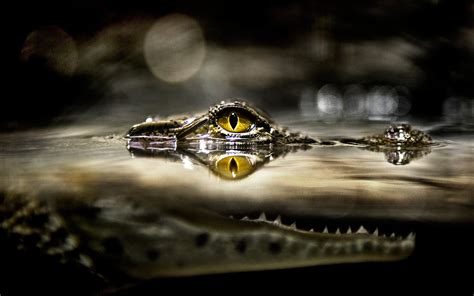 Alligator Wallpaper Background - WallpaperSafari