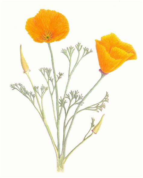 California Poppy Botanical Drawing at GetDrawings | Free download