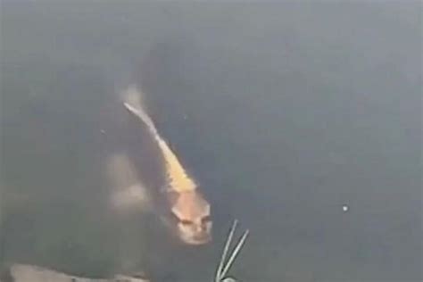 Carp with ‘human face’ spotted in Chinese lake - Afrinik