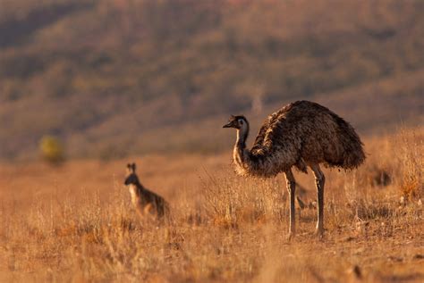 Emu and Roo | Sean Crane Photography