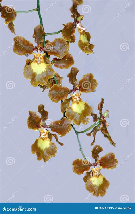 Brown orchids stock image. Image of planted, flowers - 33740395