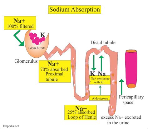 Urine Sodium (Na+), Spot test, or 24 Hours Urine Sodium - Labpedia.net