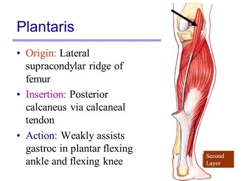 Pin on Anatomy