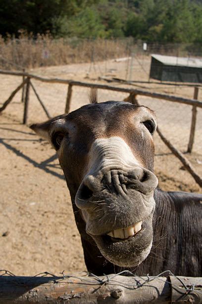 Best Donkey Teeth Stock Photos, Pictures & Royalty-Free Images - iStock