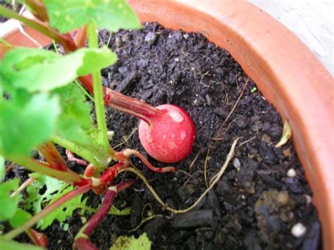 Growing radishes in containers