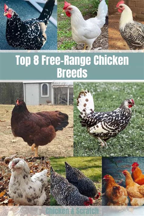 Top 8 Free-Range Chicken Breeds (with Pictures)