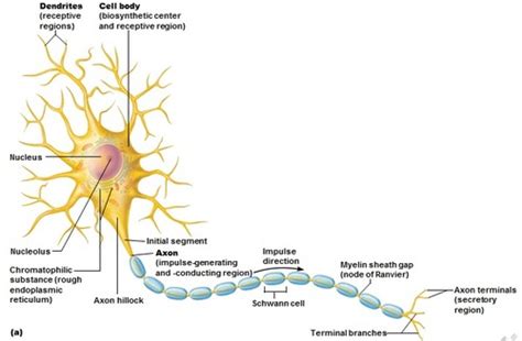 Nervous Tissue Flashcards | Quizlet