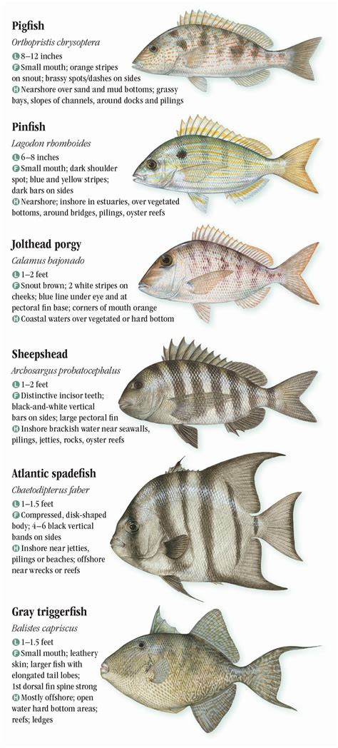 Atlantic Saltwater Fish Identification