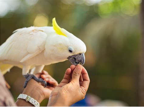 Cockatoo behavior: All you need to know