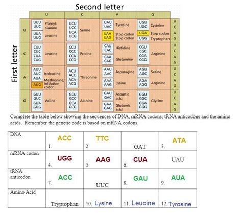 Complete the table below showing the sequences of DNA, mRNA codons ...