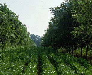 Alley Cropping | Forest garden, Urban farming, Permaculture design