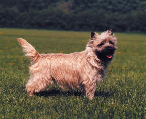 Cairn Terrier - Basic Health Problems, Physical Features & More