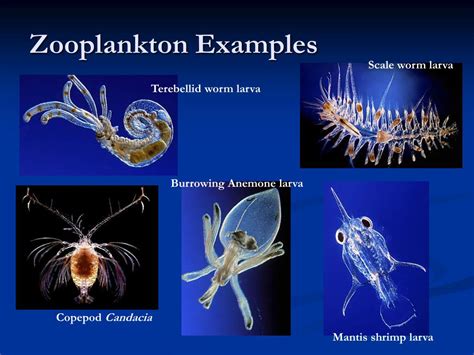 PPT - Planktonic Organisms PowerPoint Presentation, free download - ID ...