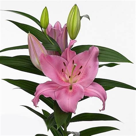 LILY ORIENTAL - HOMERUS 100cm 5+ | Wholesale Dutch Flowers & Florist Supplies UK