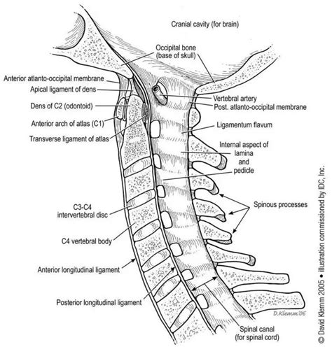 Pictures Of Anterior Longitudinal Ligament