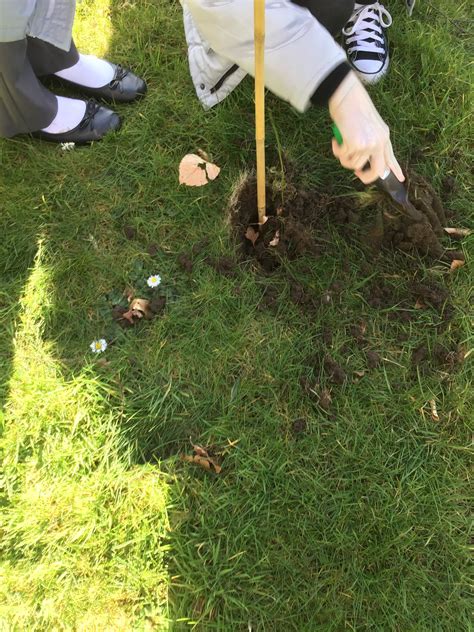 Hundreds of School Children plant trees in Wales — Earth Restoration ...