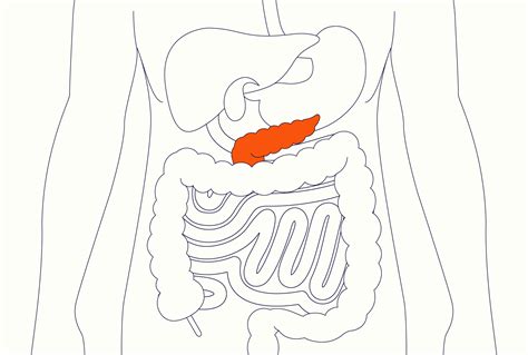 Pancreas: Location, Function, and Associated Diseases